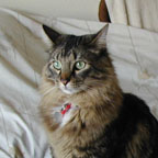 the.cat.photo